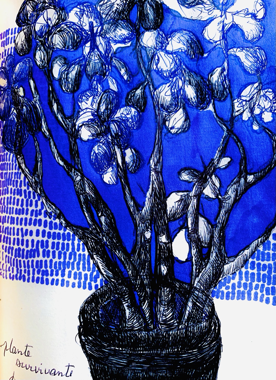 Carnet nomade de Juliette Savaëte, nature